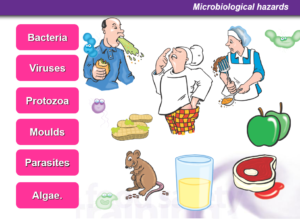 Microbiological Hazards Food Safety Training   Haccp6 300x220 